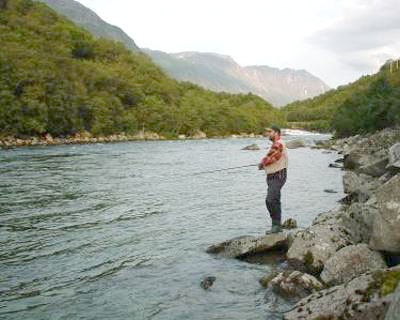 Oppdrettslaksen skviser ut villaksen i elvene!