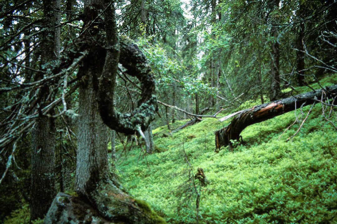 AP-nei til privatisering av Statskogs fiskevann