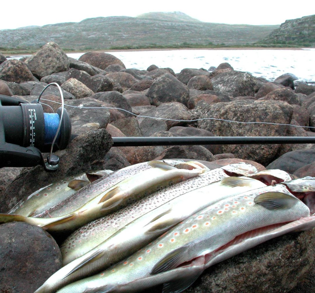 Bli med i jakta etter storauren på Hardangervidda