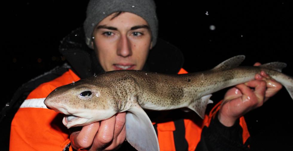 17-åring satte ny norgesrekord for småflekket rødhai