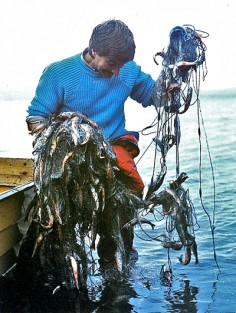 Storørreten er tilbake i dårlige fiskevann i Nord-Norge