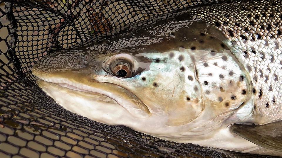 Prikkene på gjellene er laksens ID-merker