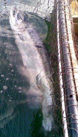 Mye og feit storlaks på vandring inn mot elvene!