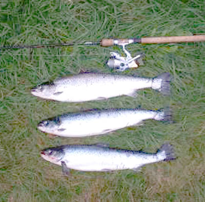 Lakse-rømlingene sitt jubelår!