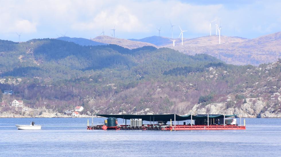 50 000 kveiter verdt 5 milioner kroner er  på rømmen!