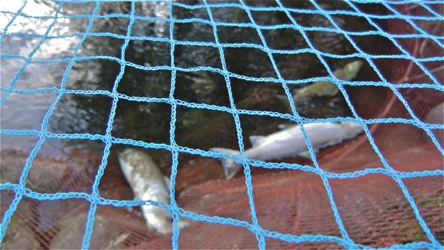 Sabotasje på storlaks i dammen ved  Åelva?