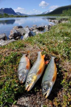 Tar  grep for å berge storørreten i Altevatn i Troms