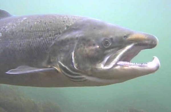 Russerne  støtter kravet  om et bedre norsk vern av villaks