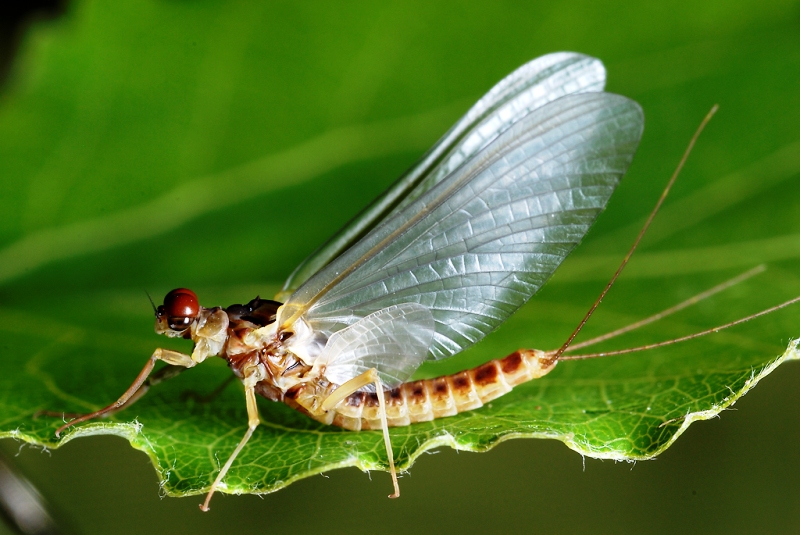 Når huldra puster fluefiskeren i nakken