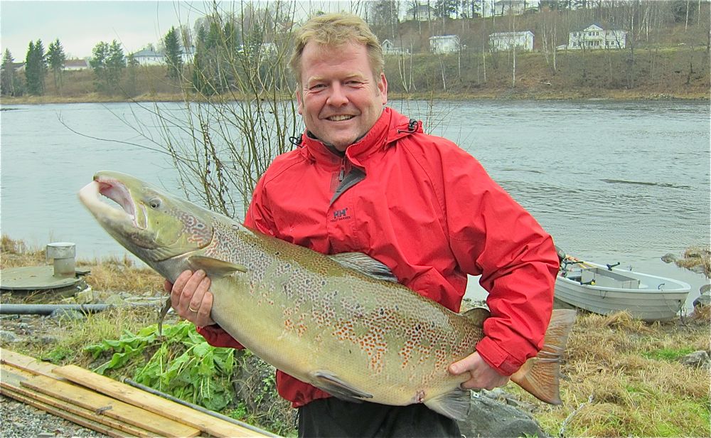 Storlaksen i Drammenselva kan bli gyroresistent