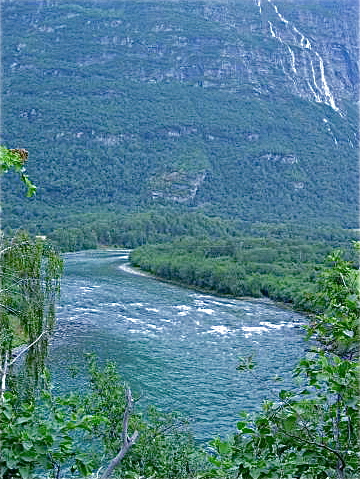 Sjøørreten i Driva kollapser!