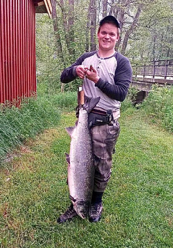 13 laks landet i Enningdalselva siden laksepremieren i natt