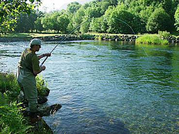 ID-merking av oppdrettslaks kan nå bli aktuelt!
