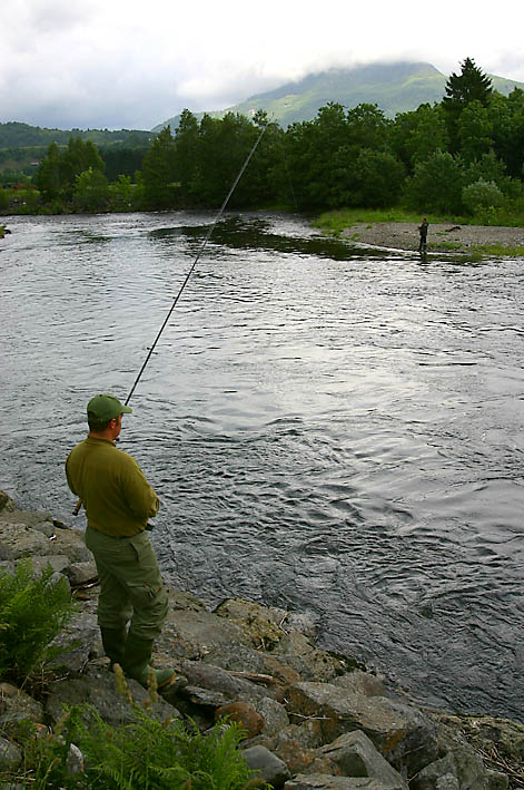 Rømt oppdrettslaks med virus overføres til elvene!