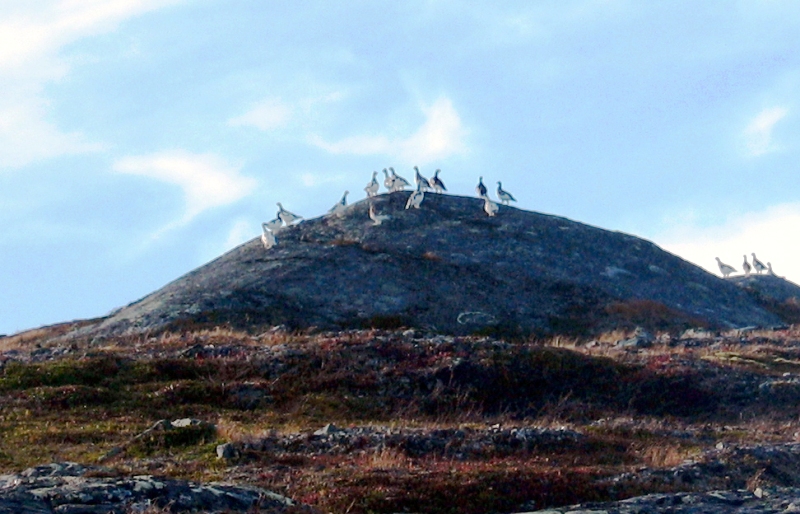 Bytt ut fiskestanga med hagla og dra til fjells!