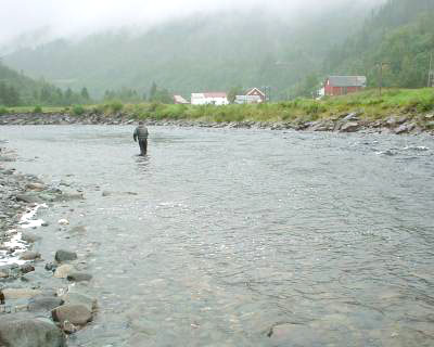 Sjølaksefiskerne risikerer fangstreduksjoner!