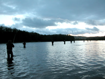 Som sild i tønne i Gaula!