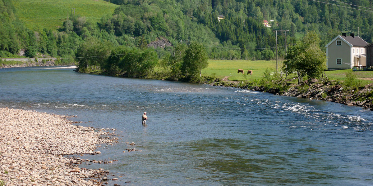 Ingen tvil lenger: Rømlinger påvirker villaksens gener!