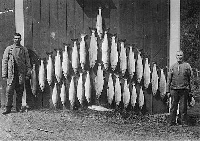 Gyro-krigen i gang i Norges vakreste lakseelv!