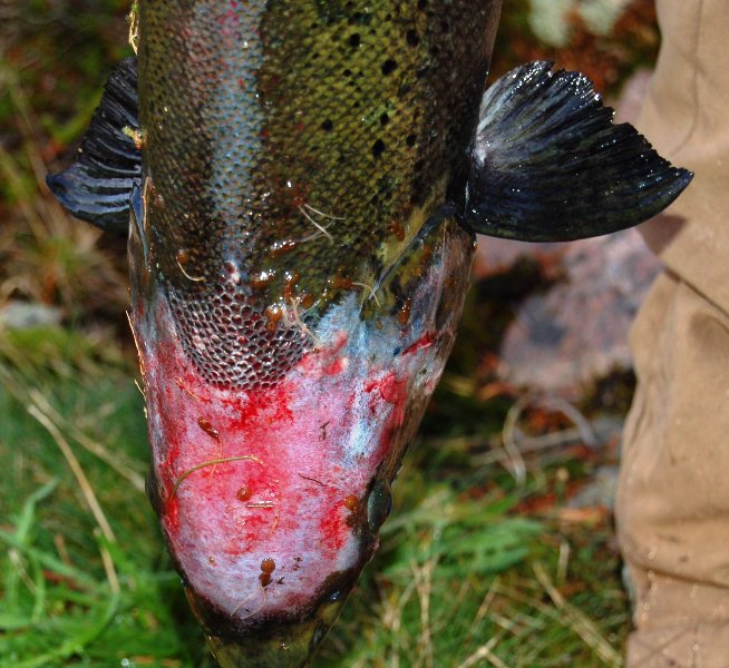 Fortsatt mye lakselus i den avgåtte statsrådens kjølvann