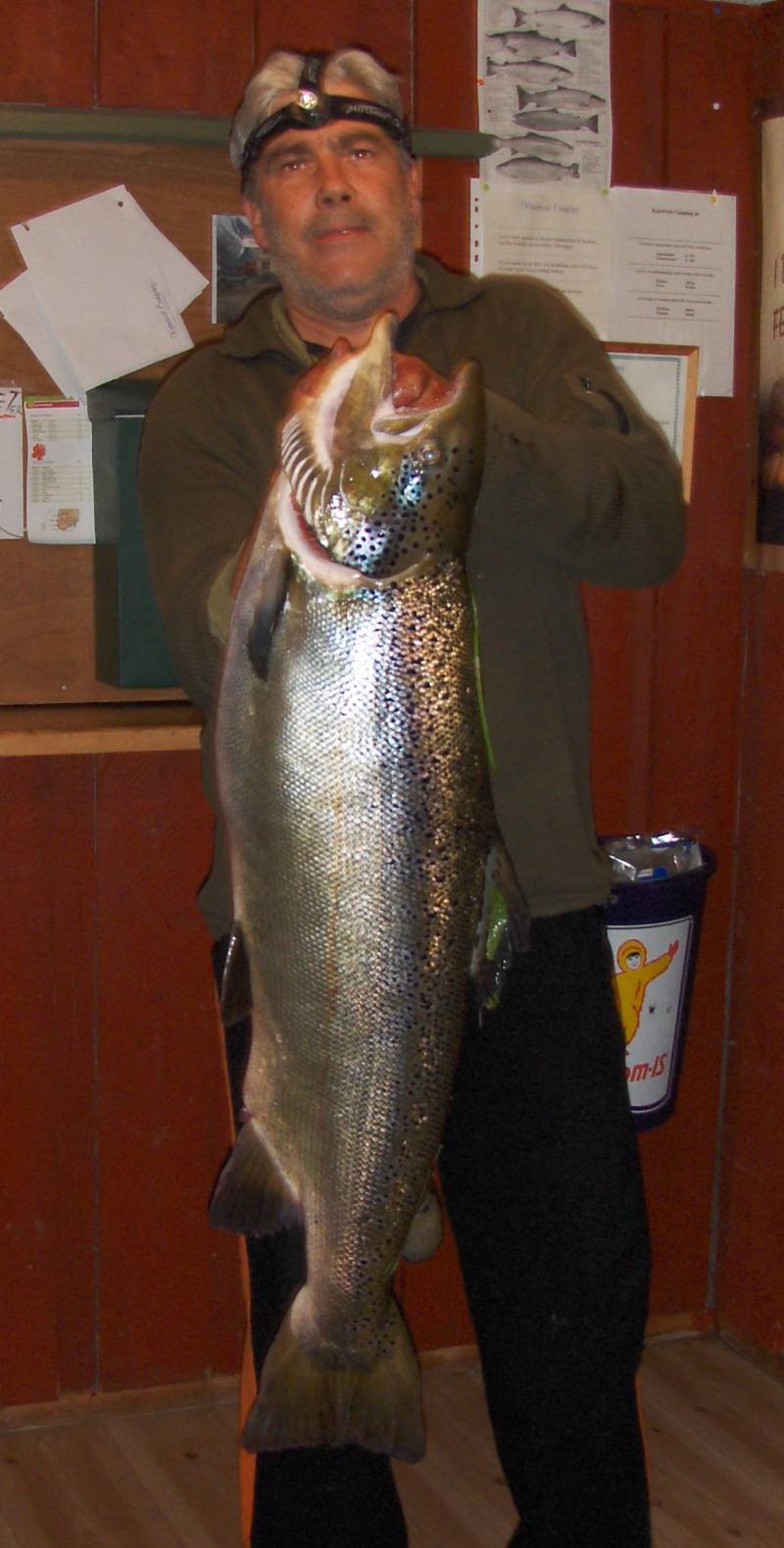 Verdens største sjøørret var en lakserømling!