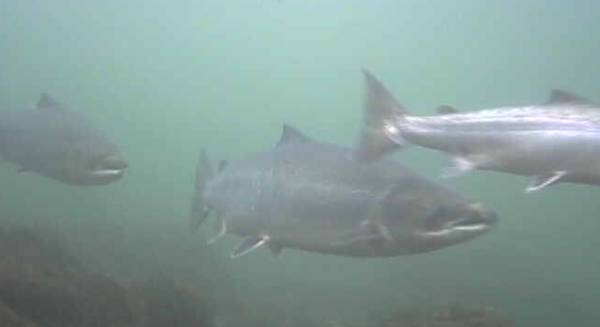 Undervannskamera avslører hemmeligheter om villaksen!