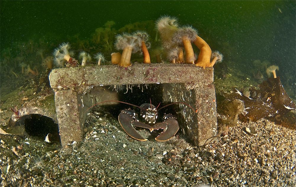 Vi må bygge hus til hummeren for å berge den