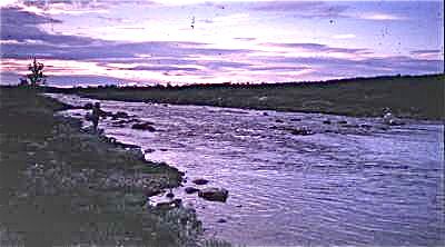 I Tana blir bare hver fjerde laks tatt på stang  