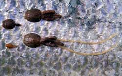 Lakselusa på Nordmøre under kontroll!