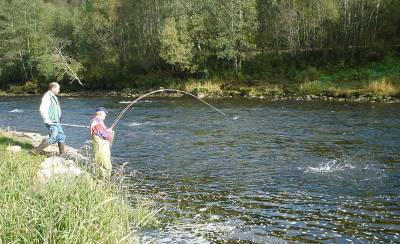 Ingen stans i laksefisket i elvene resten av sesongen