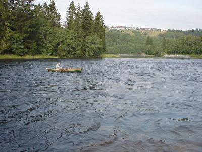 All laksen i Nidelva er angrepet av sopp!