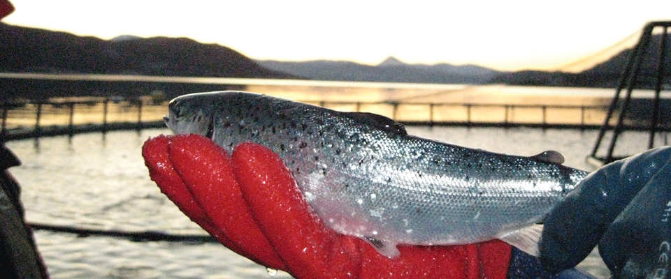 NorgesGruppen og Lerøy bløffer med ny, glad oppdrettslaks!