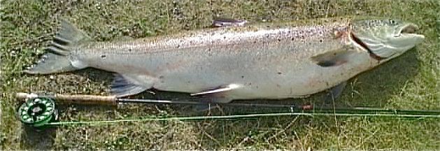 Full tenning foran nattens opplevelser i Lakselva