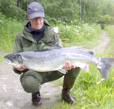 Mye laks på gang i Nidelva!