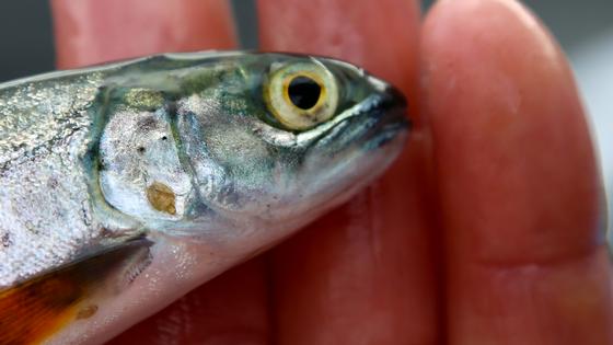 Stadig mer lakselus på utvandrende smolt fra Vestlandselvene