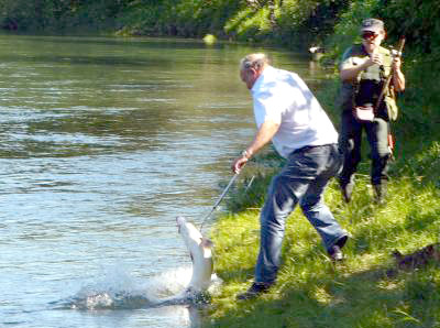 Beiarelva – en lakseplass for sluk- og markfiskere