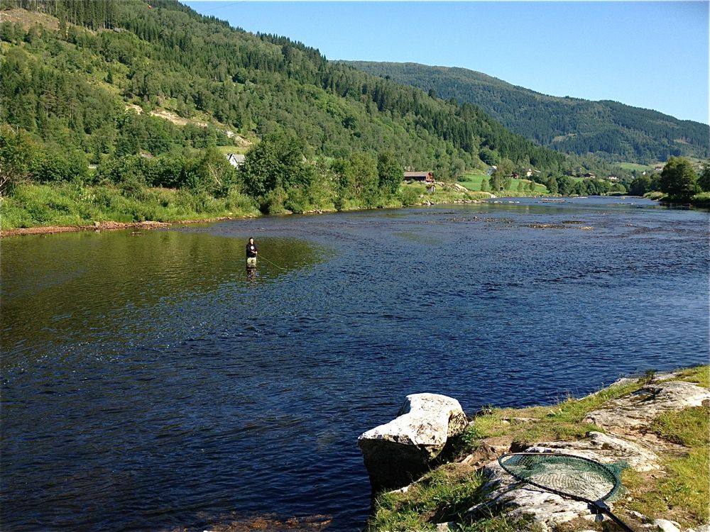 Gjenutsetting av laksen er også en del av det gode liv