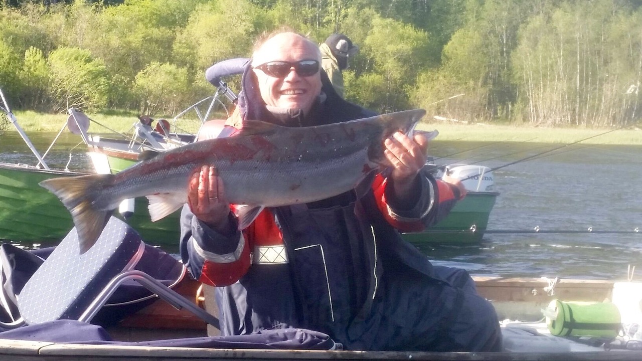 Årets første storlakser tatt i Numedalslågen og Drammenselva