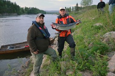 180 300 laks, sjøaure og sjørøye tatt i elvane i 2016