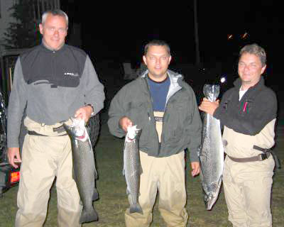 Kobben styrer laksefisket i Oldenelva!