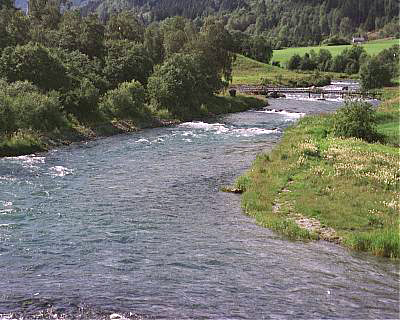 Mystisk, mørk og stygg premierelaks i Oldenelva!