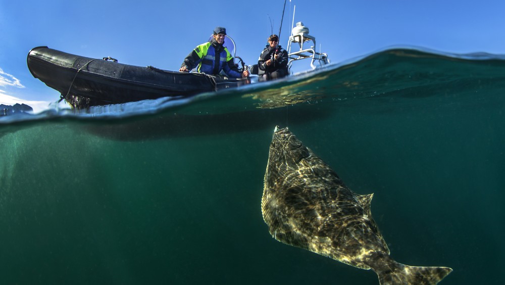 Kveita overlever fang og slipp - fiske