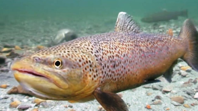 Ulovlig fiske etter den sårbare  storørreten  i Indre Troms