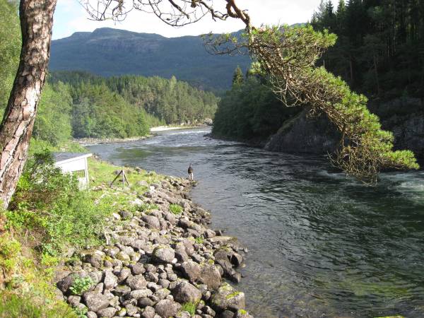 Nå kommer den siste stimen av storlaks til Suldalslågen