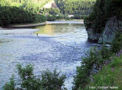 Lakse-sjansene øker i Trondheimsfjordelvene!