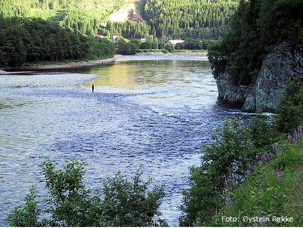 Her kan du finne drømmelaksen i sommer!