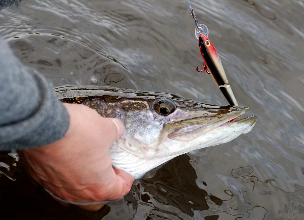 Storm-wobler med drag på abbor og gjedde!