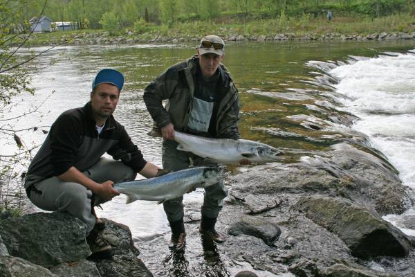 God lakse-start øverst i Årdalselva!