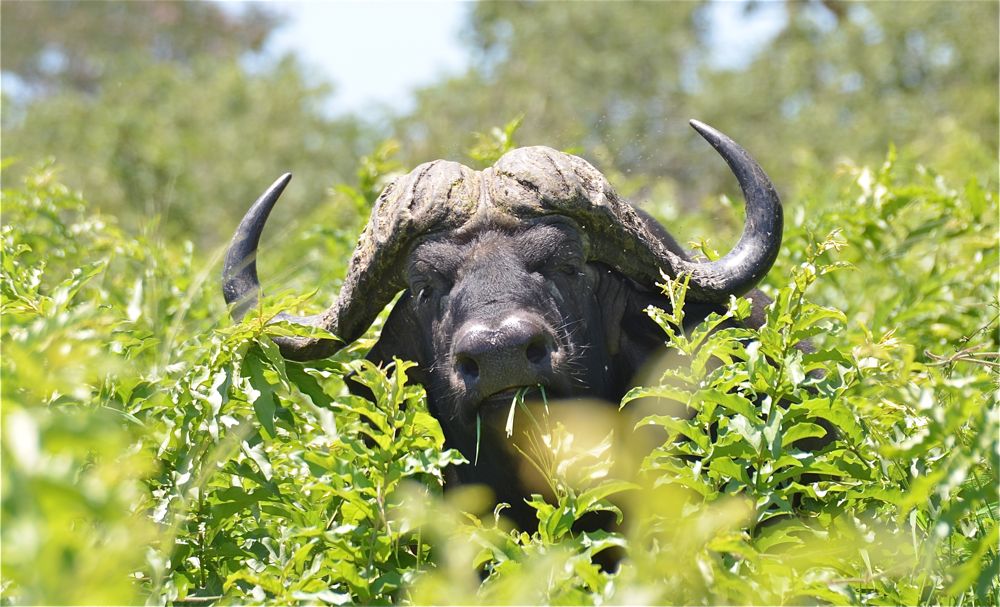 Vannbøffelen er ikke til å spøke med