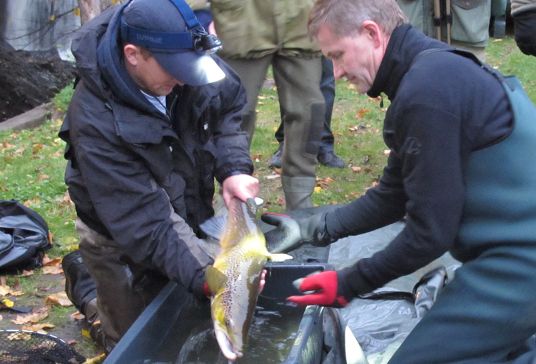 Øvre del av Akerselva åpnes for fiske igjen 1.april